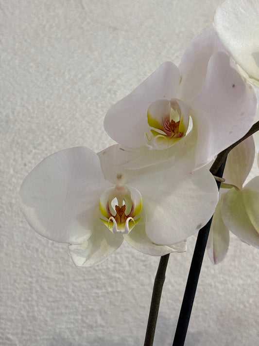 Orquídea Phalaenopsis Una Vara Flor Grande