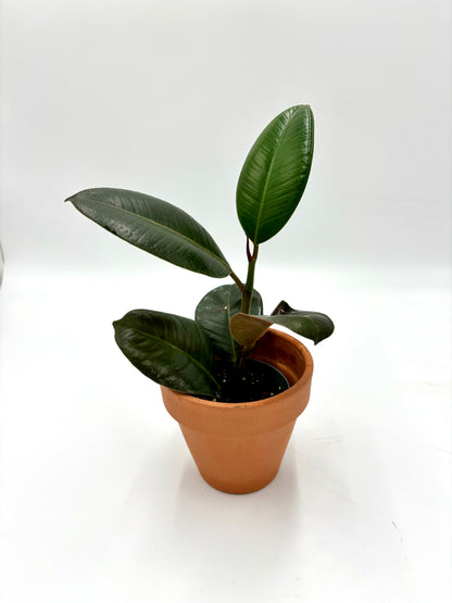 Ficus Elástica Robusta