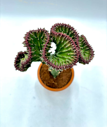 Euphorbia Lactea Cristata