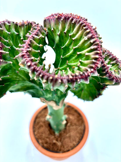 Euphorbia Lactea Cristata