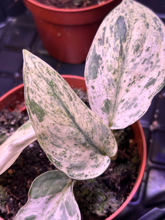 Scindapsus Jade Satin Marble