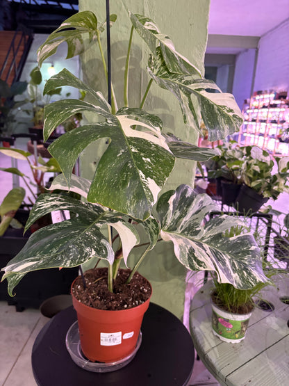 Monstera Deliciosa Albo Variegada