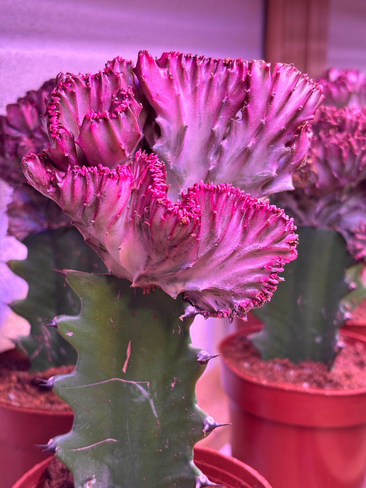 Euphorbia Lactea Cristata