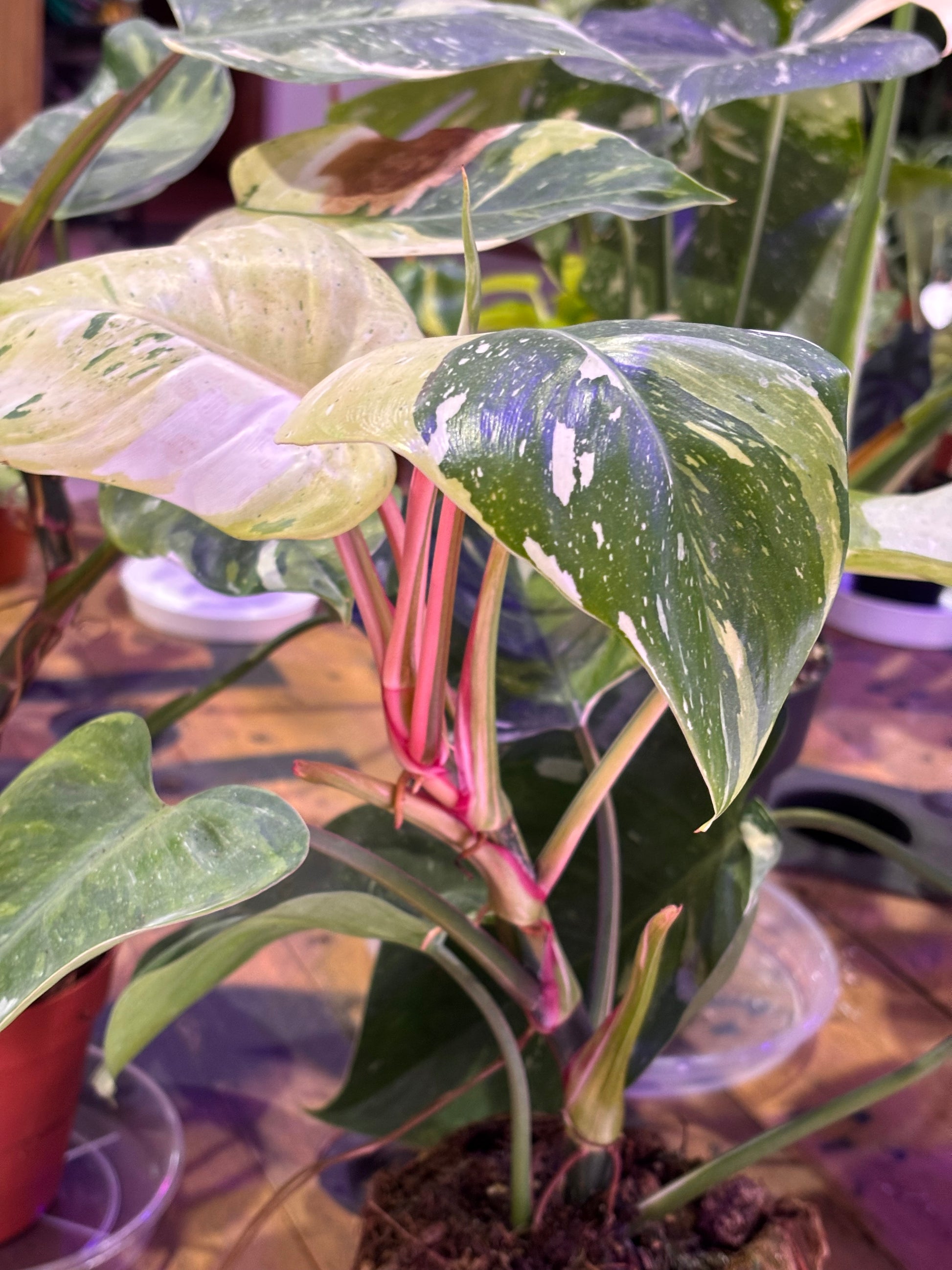 philodendron tricolor Philodendron Fresh Aurea Tricolor – Plantukas