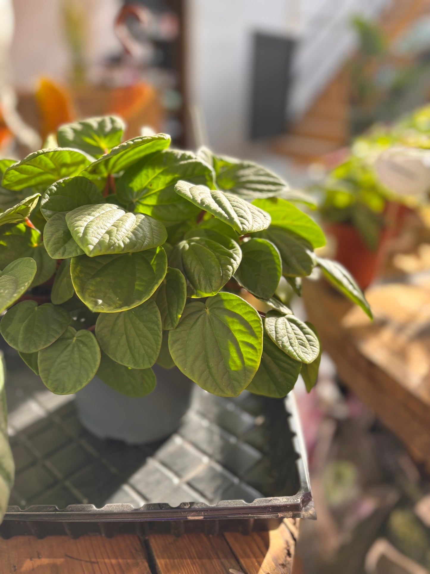 Peperomia Rana Verde