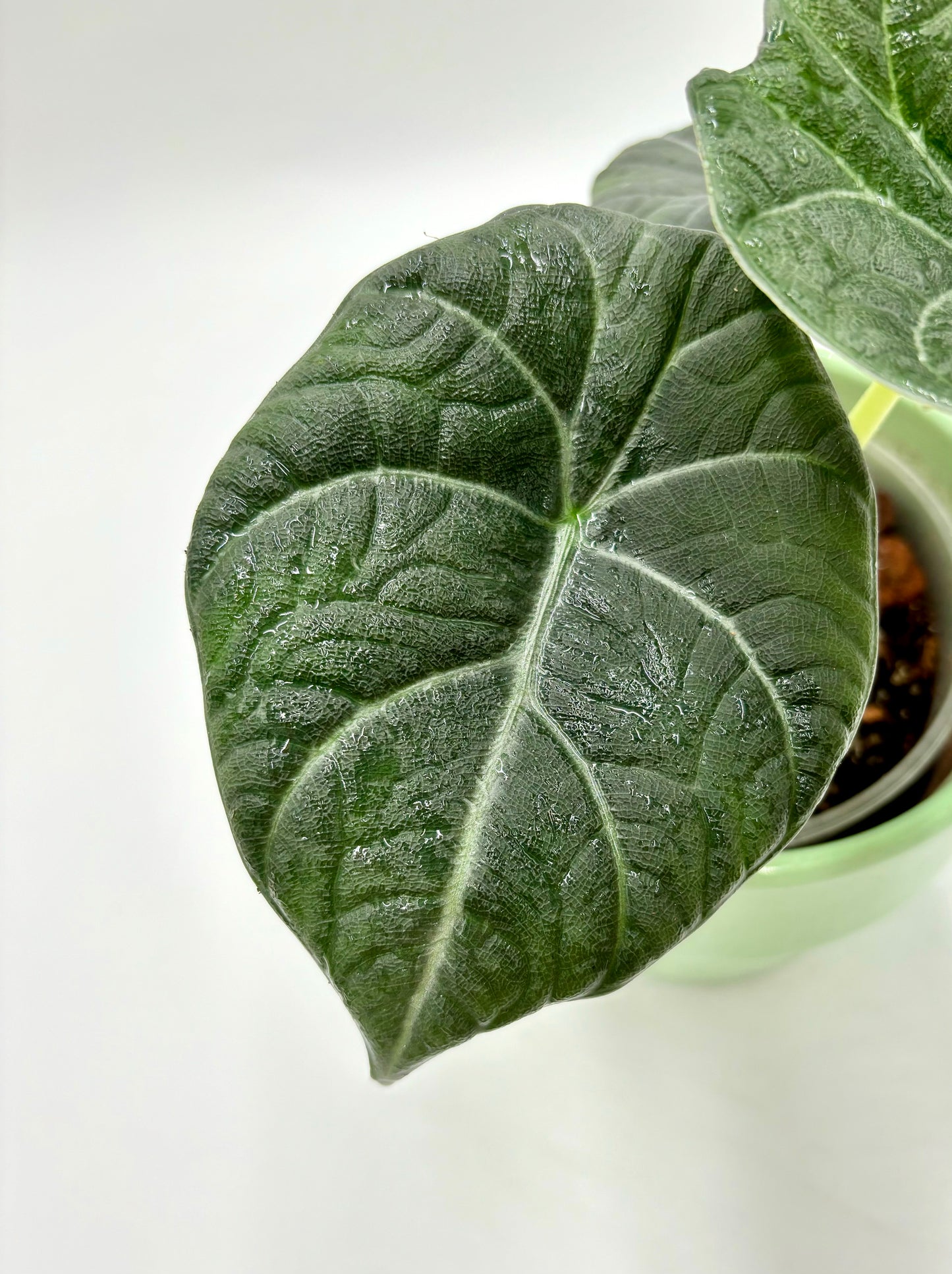 Alocasia Maharani