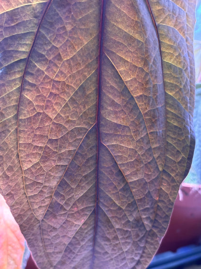 Anthurium Queen of Hearts
