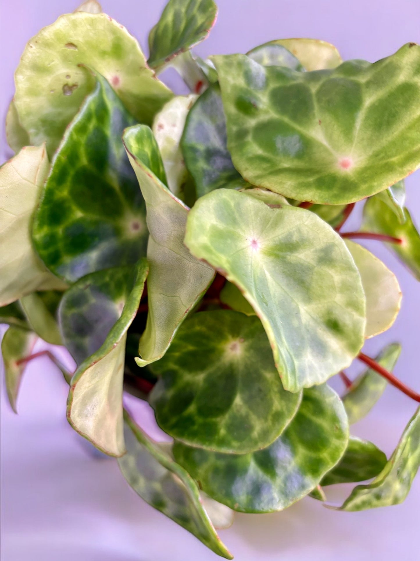 Begonia Kingiana