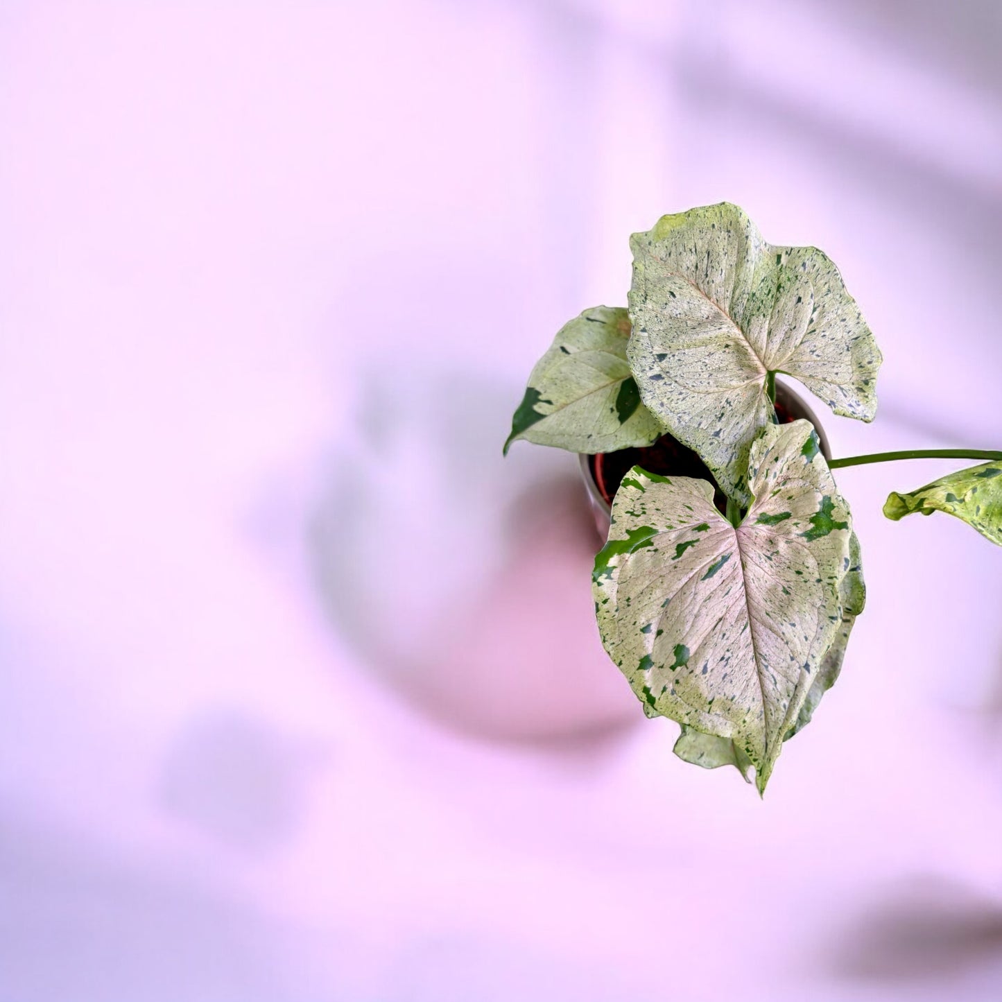 Syngonium Grey Ghost