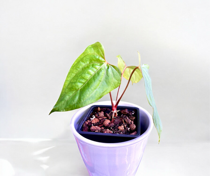 Anthurium Papillilaminum Red Steam X Papillilaminum Dark Form