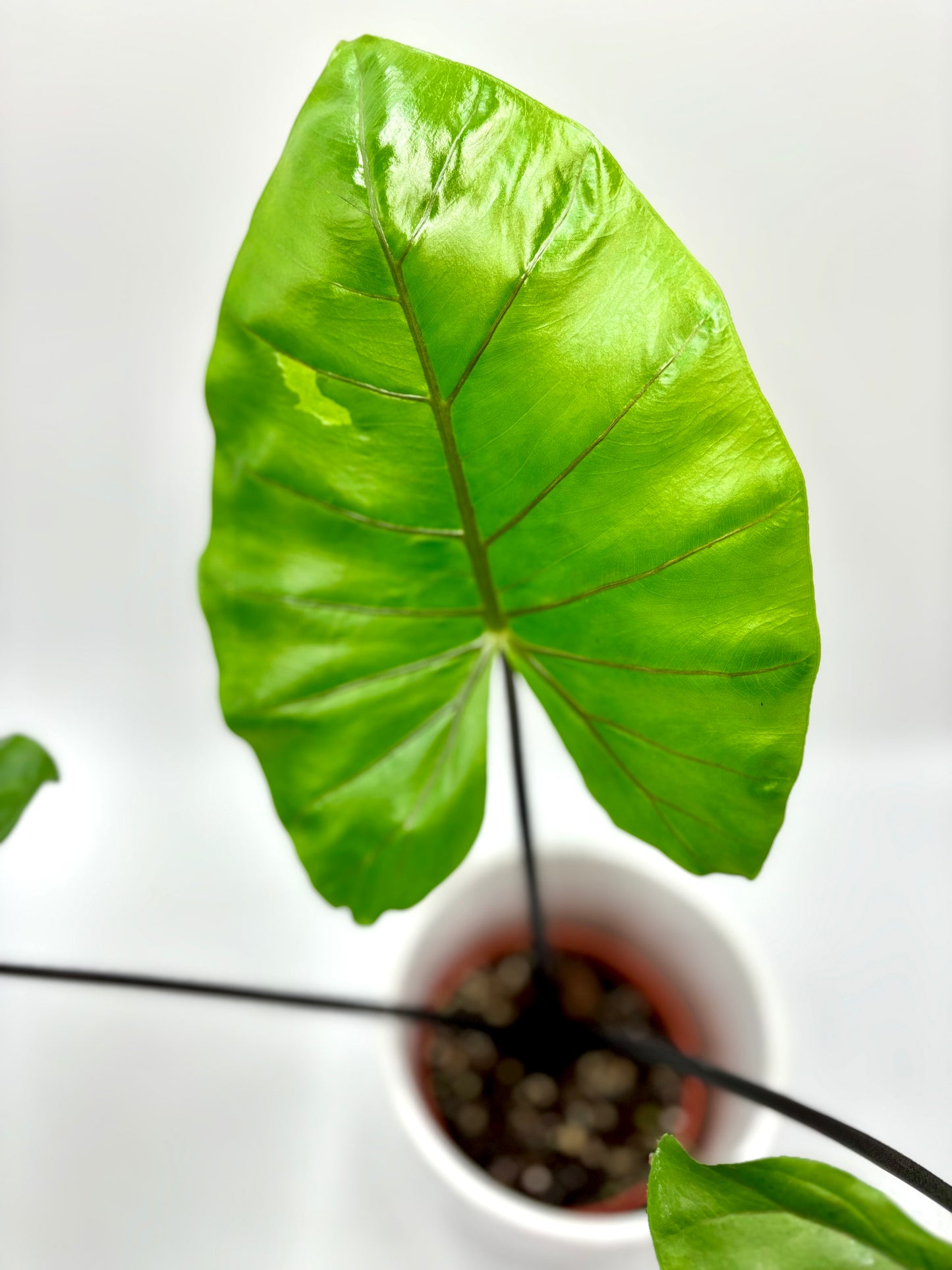 Alocasia Macrorrhiza ‘Black Stem’