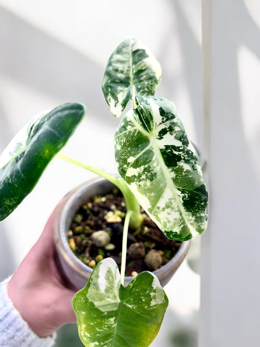 Alocasia Mich. Frydek Variegata