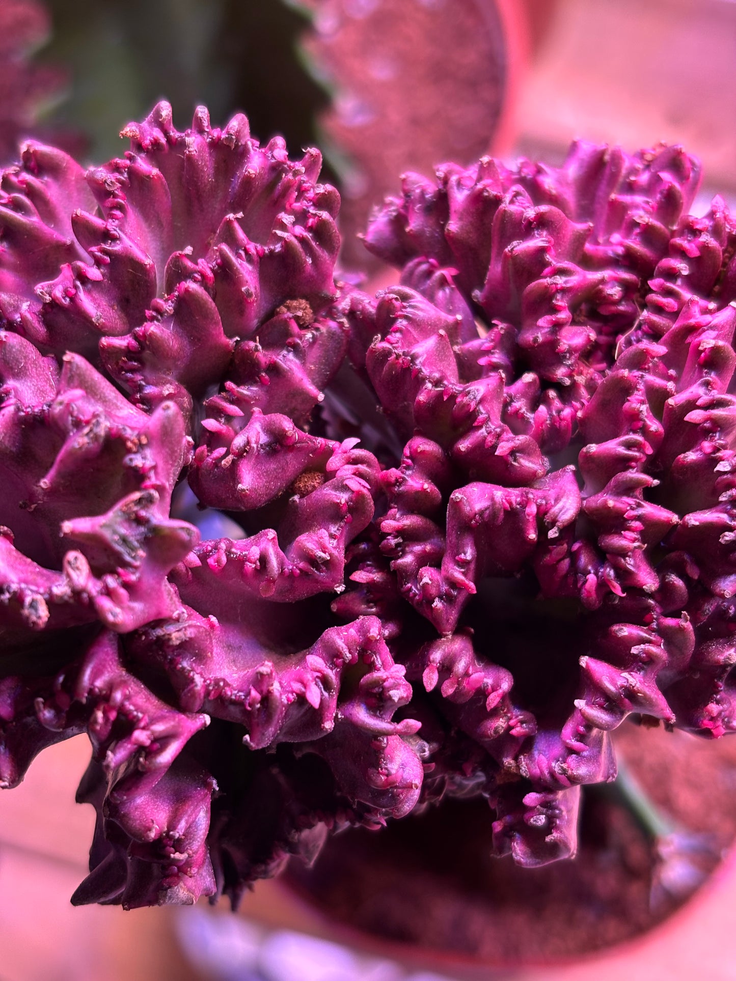 Euphorbia Lactea Cristata