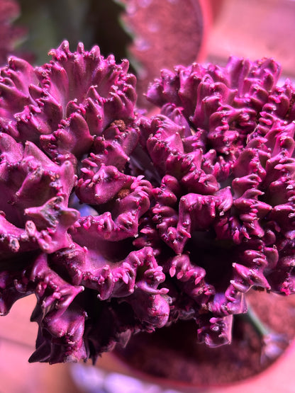 Euphorbia Lactea Cristata