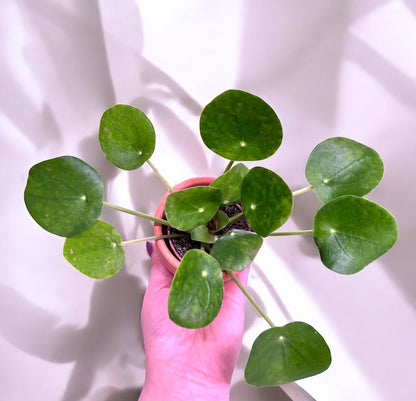 Pilea peperomioides ‘Planta del dinero china’