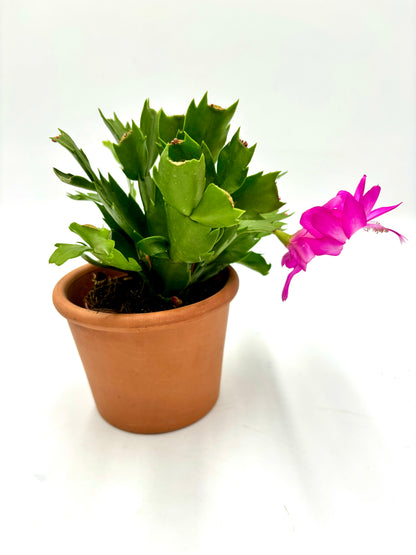 Schlumbergera ‘Cactus de Navidad`