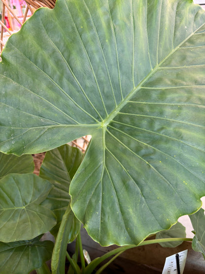 Alocasia Gageana California