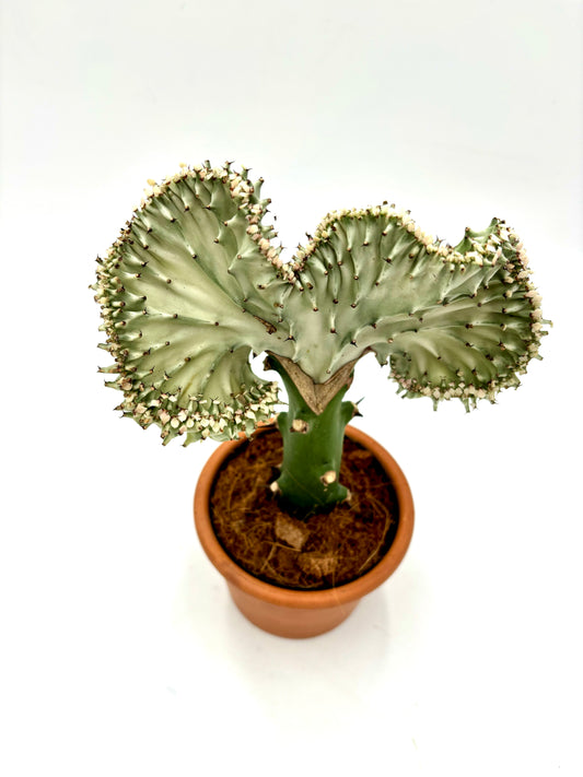 Euphorbia Lactea Cristata