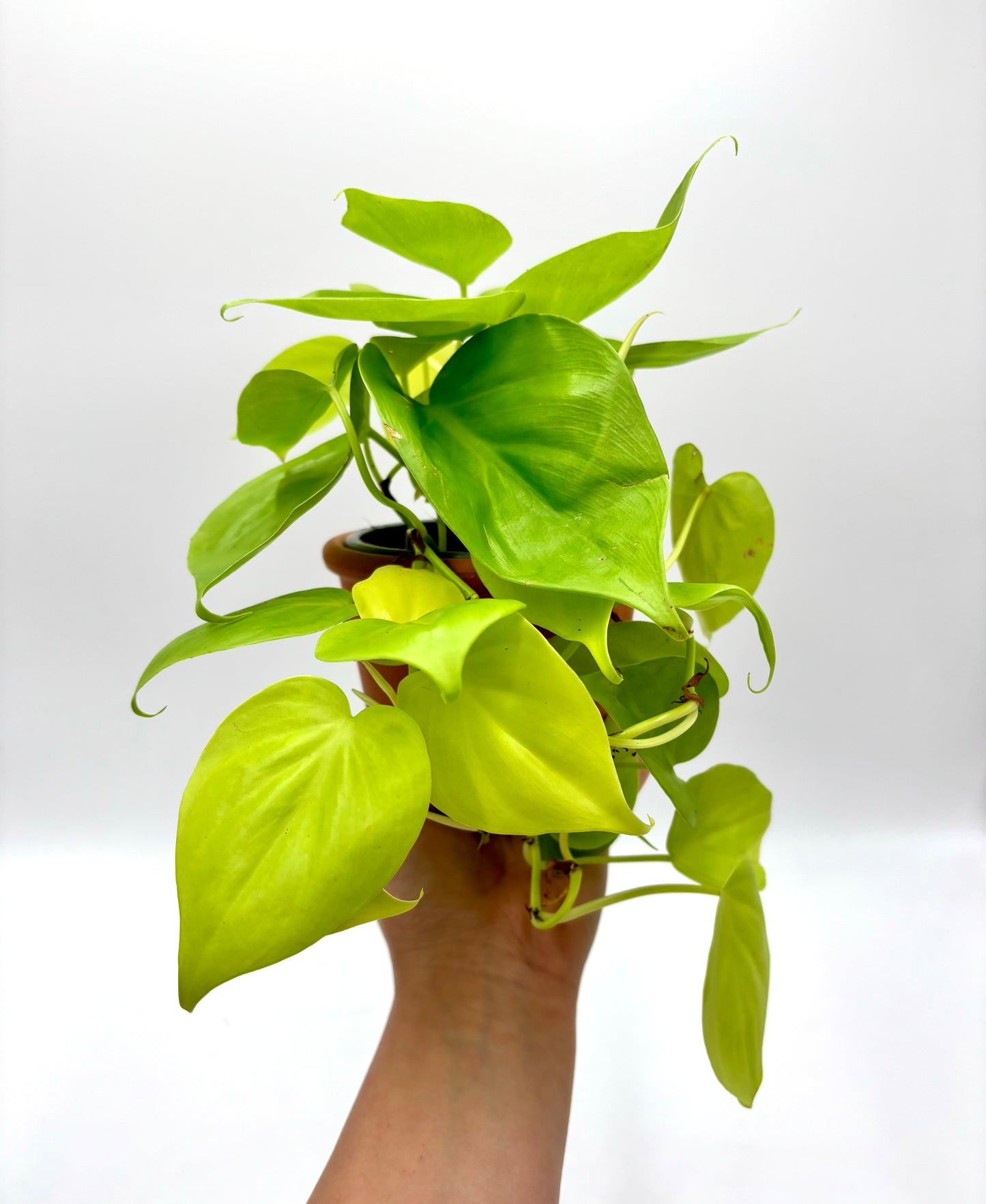 Philodendron Lemon Lime