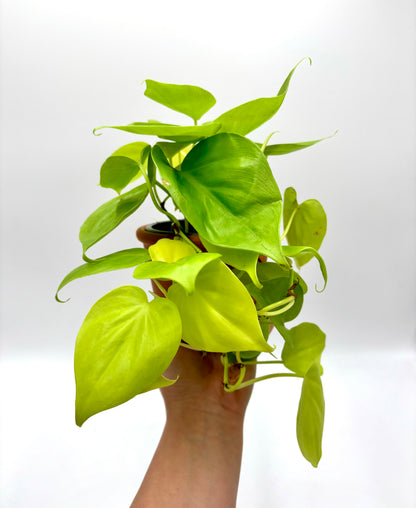 Philodendron Lemon Lime