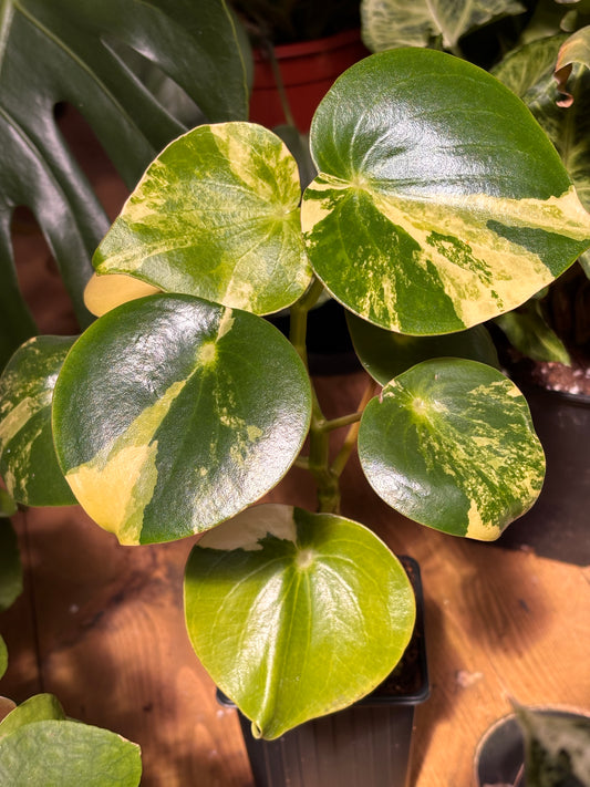 Peperomia Polybotrya Variegata