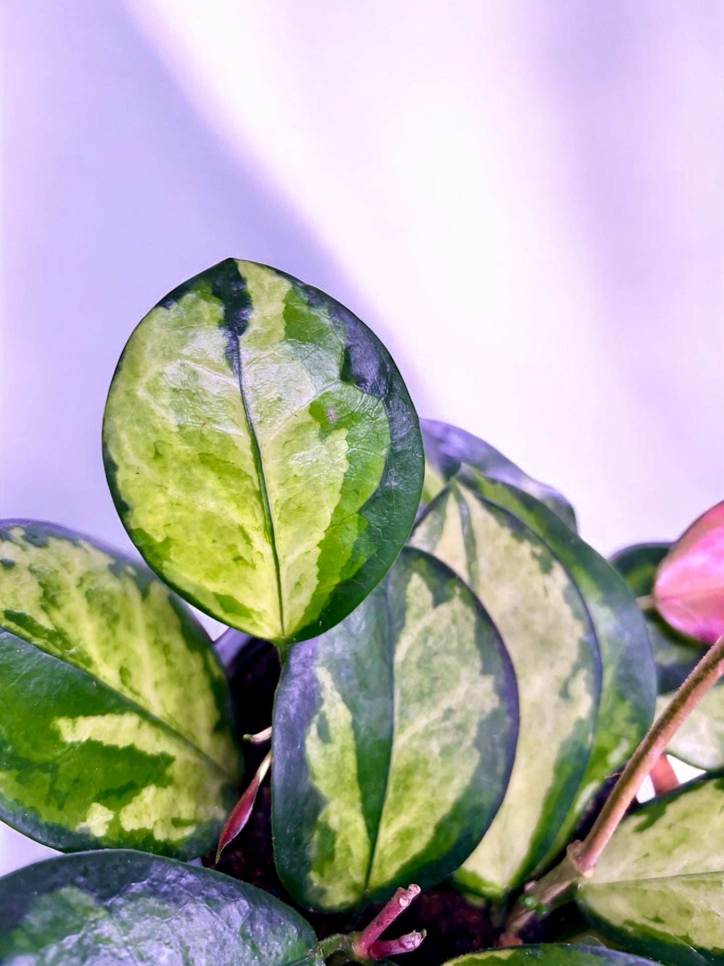 Hoya Australis Lisa