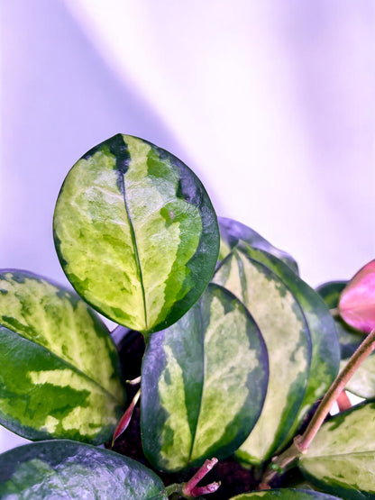 Hoya Australis Lisa