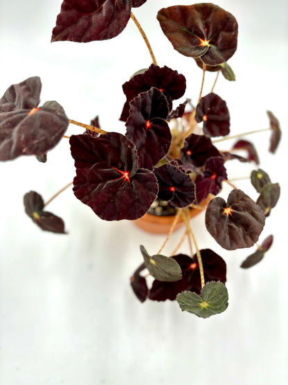 Begonia Purple Blush