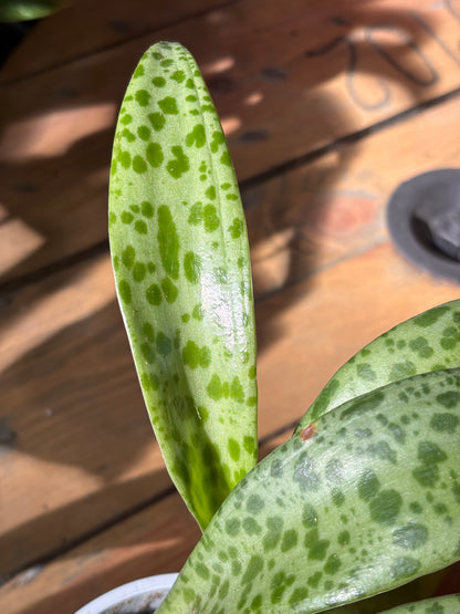 Drimiopsis Maculata | Oreja de Leopardo