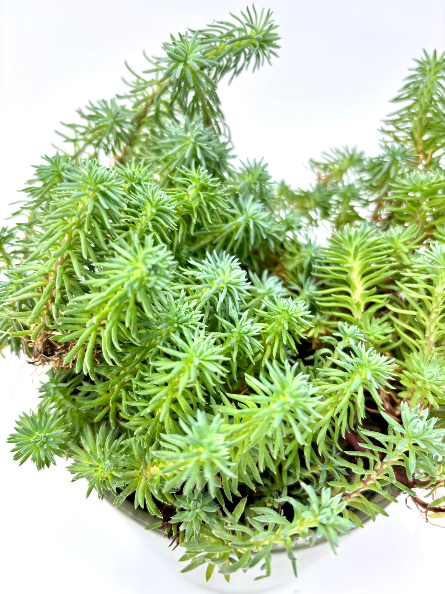 Sedum forsterianum 'Oracle'