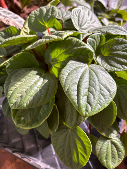 Peperomia Rana Verde