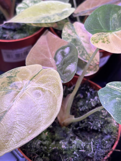 Alocasia Wentii Aurea