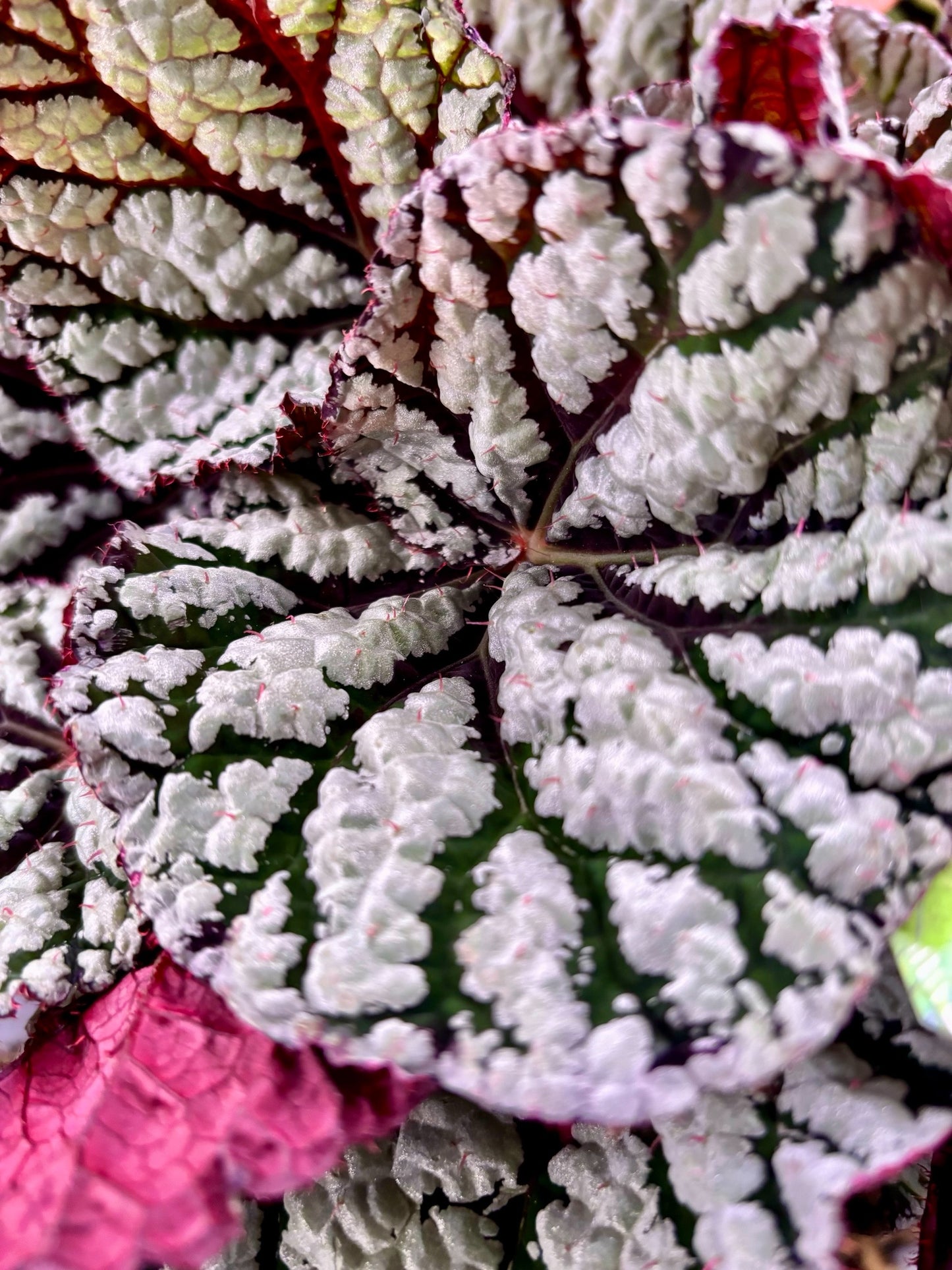 Begonia Rex Fedor