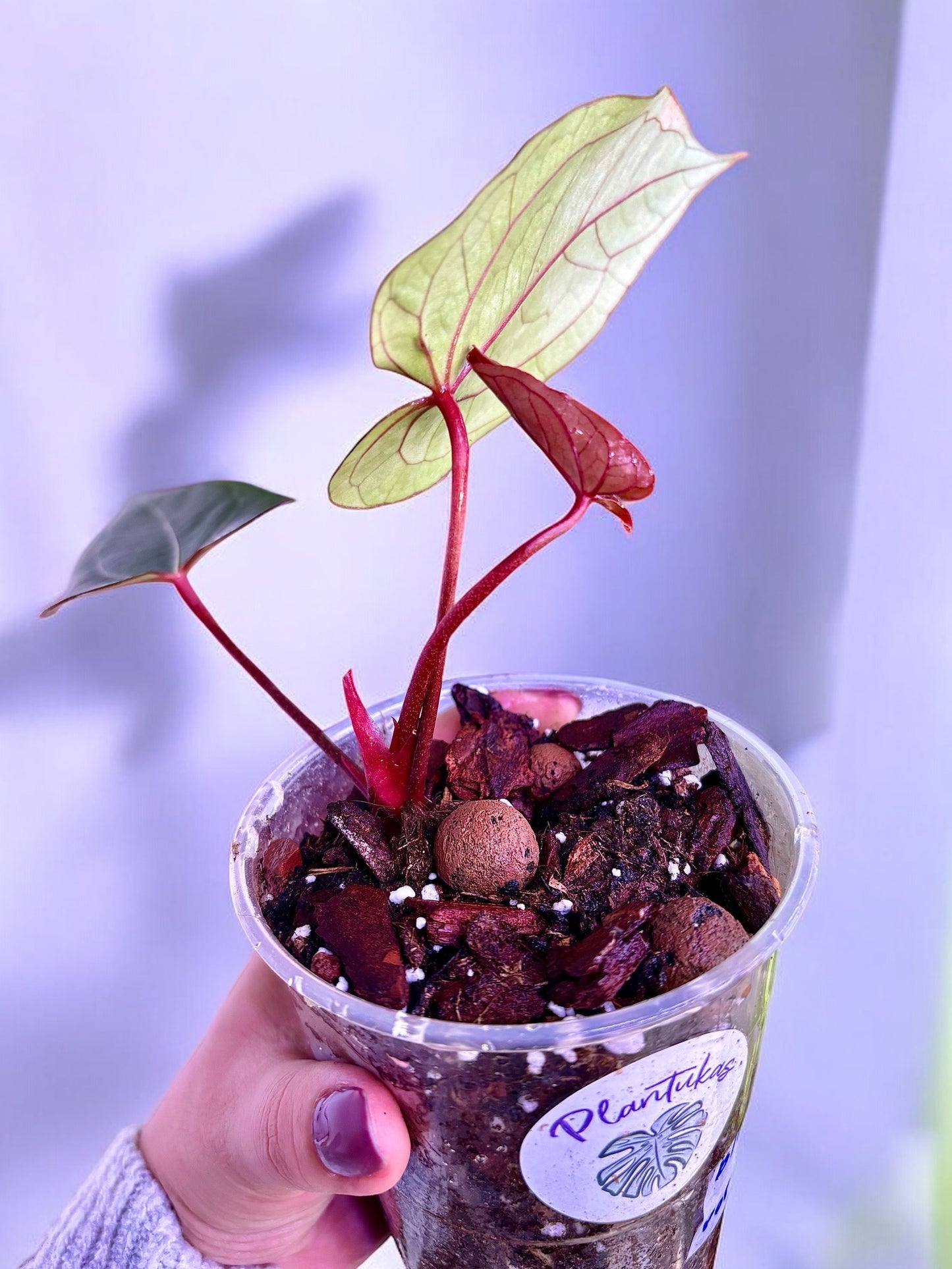 Anthurium Blue Papillilaminum X Portillae