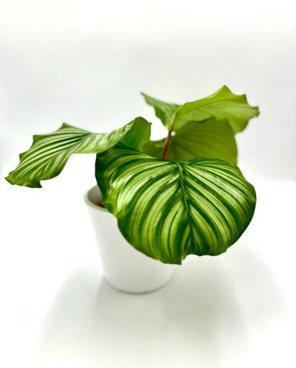 Calathea Orbifolia