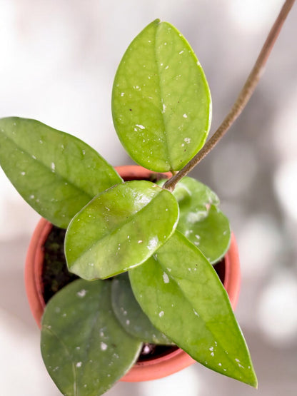 Hoya Carnosa Freckles splash