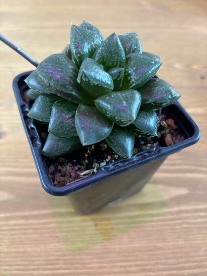 Haworthia