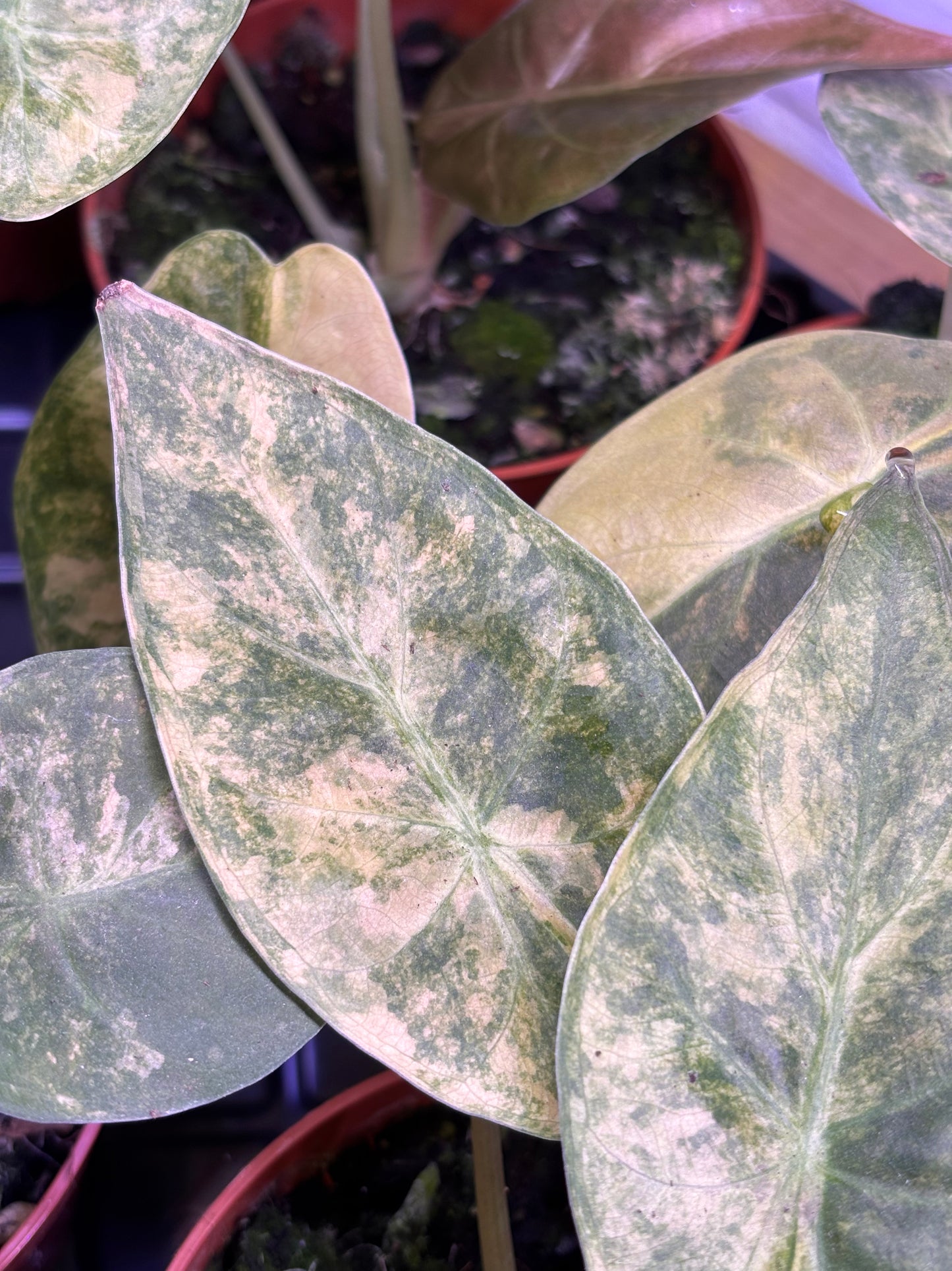 Alocasia Wentii Aurea