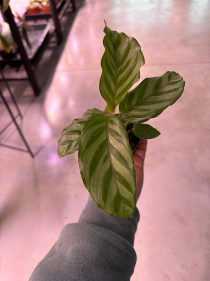 Calathea Freddie