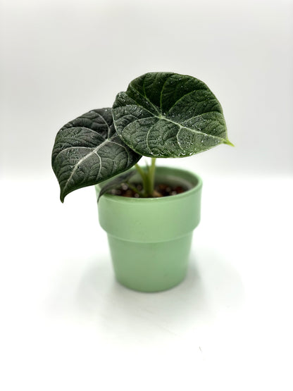 Alocasia Maharani