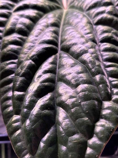 Anthurium Luxurians