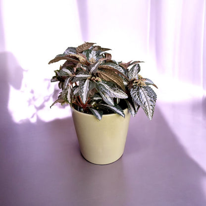 Pilea Spruceana Silver Tree