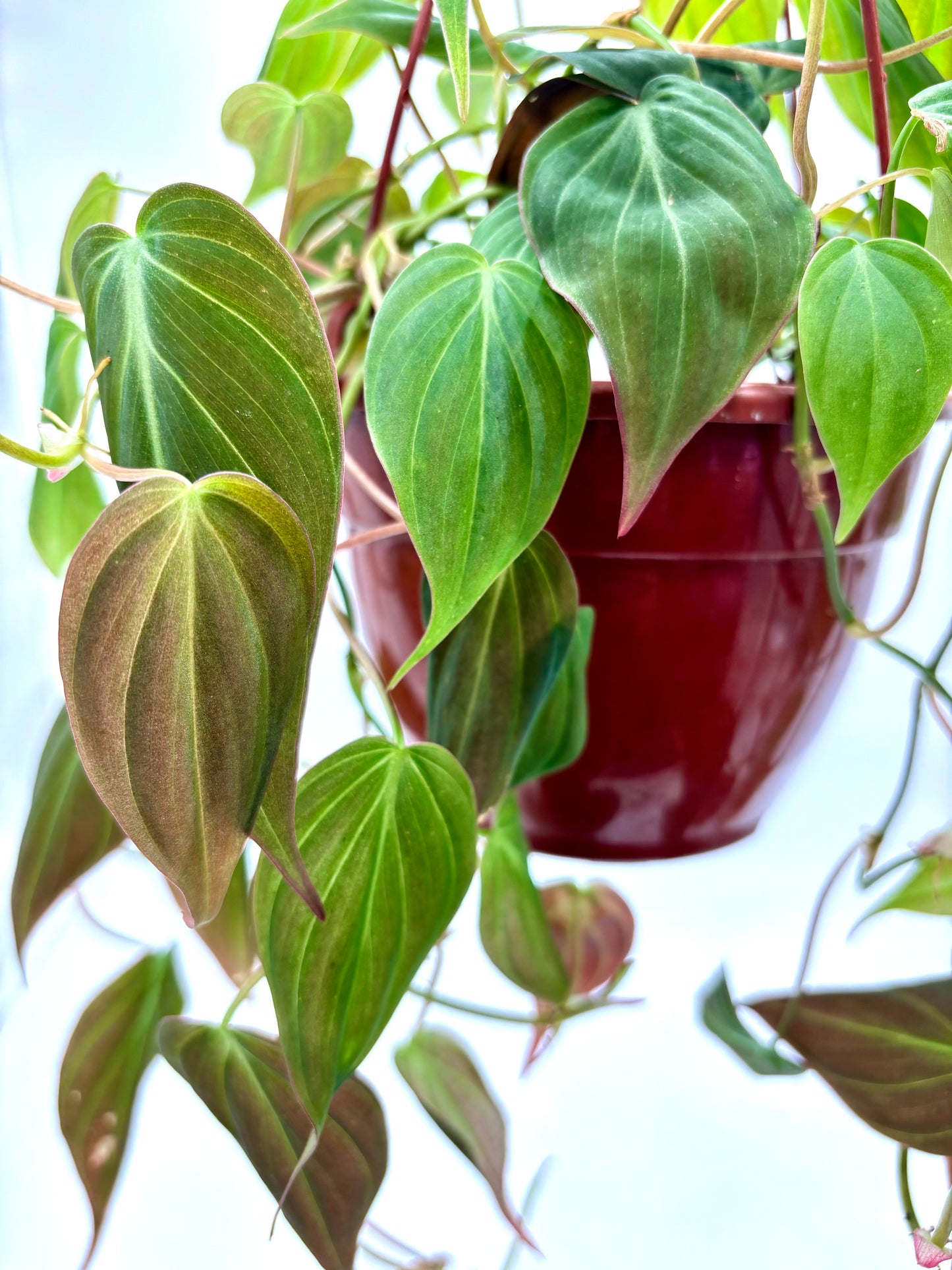 Philodendron Micans