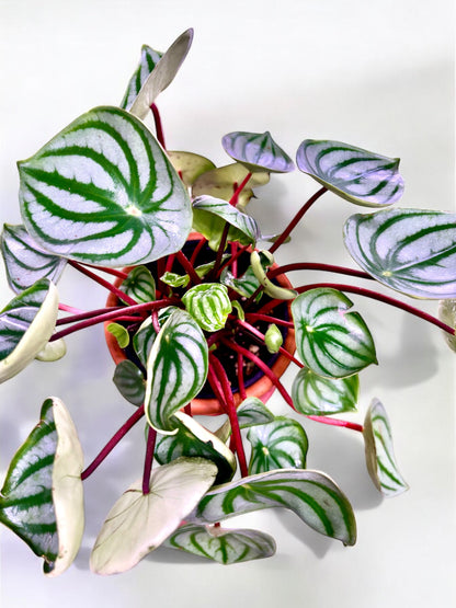 Peperomia Argyreia Watermelon