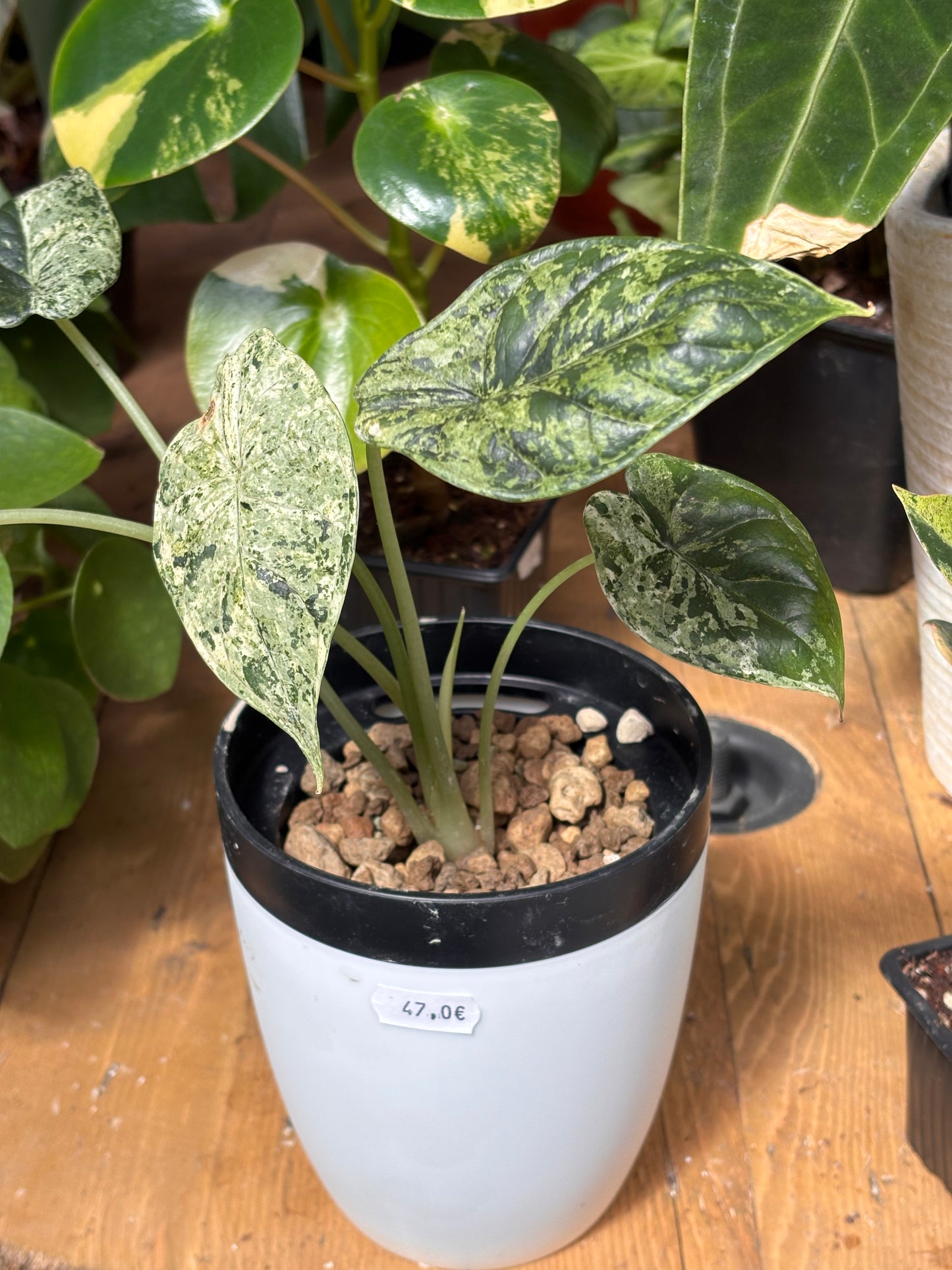 Alocasia Dragon Scale Mint