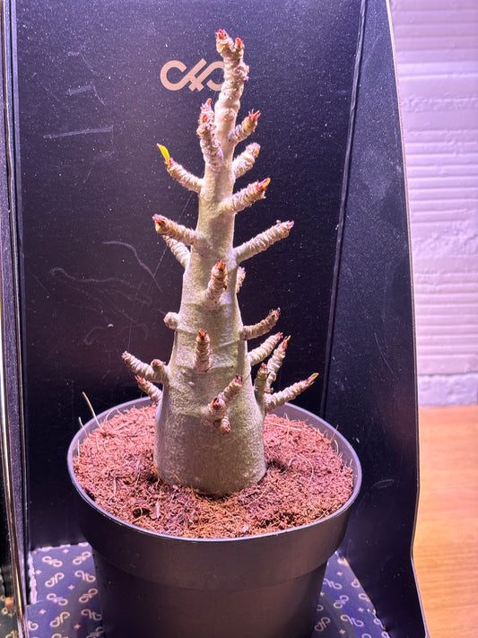 Adenium Baobab