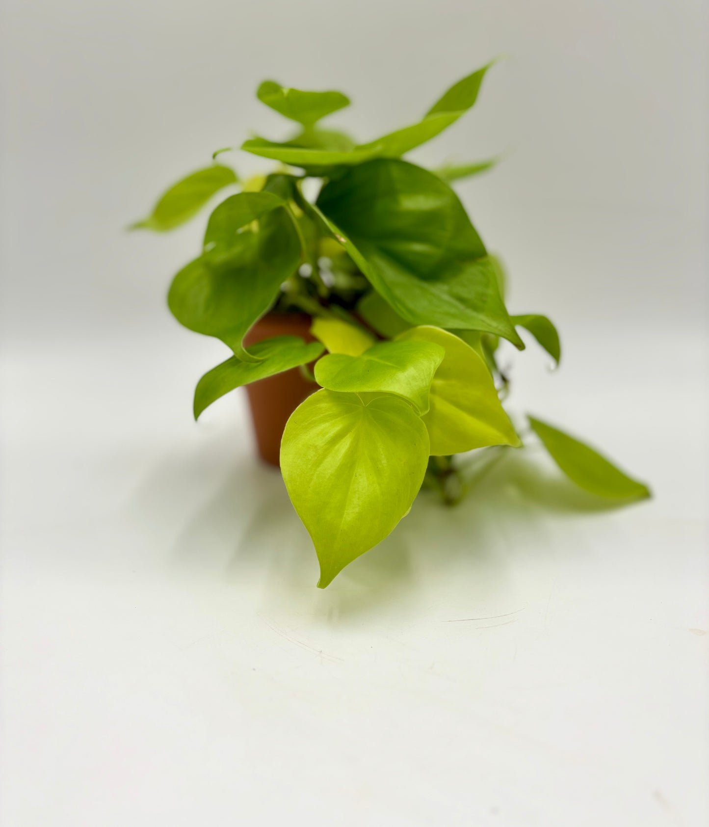 Philodendron Lemon Lime