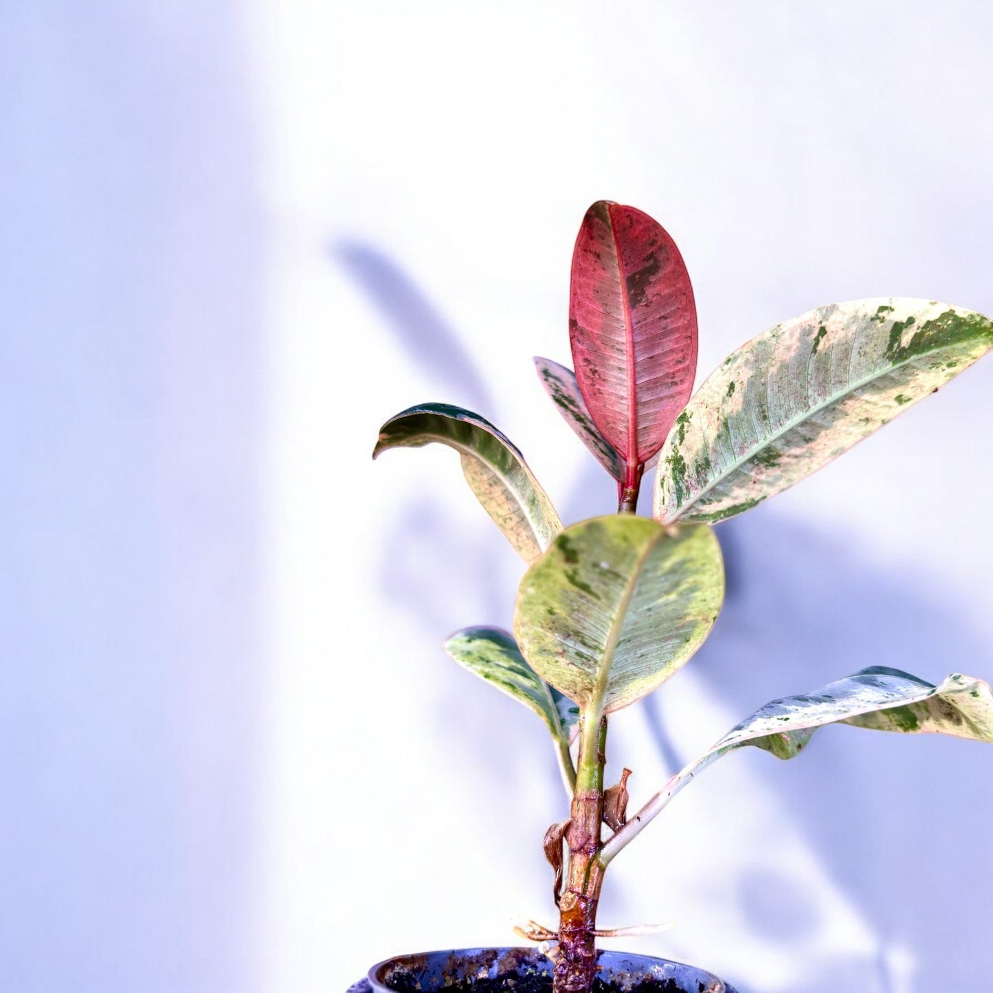 Ficus Elástica Schrijveriana