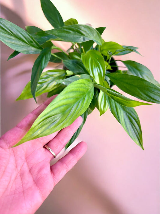 Spathiphyllum