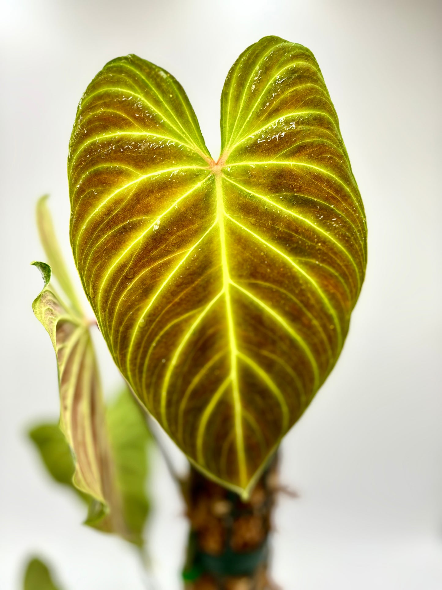 Philodendron Splendid (Melanochrysum x Verrucosum)